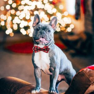 Slavnostní obojek se sněhovými vločkami | DOGICOLLAR